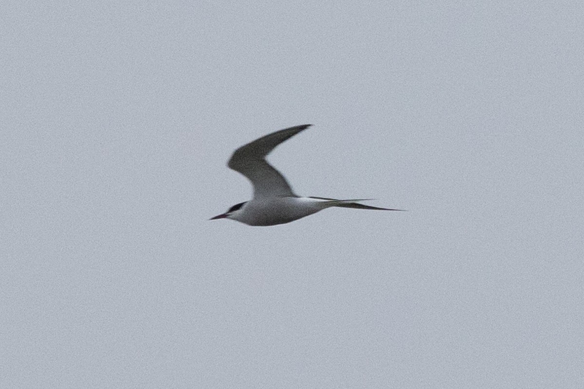 Common Tern - John Reynolds