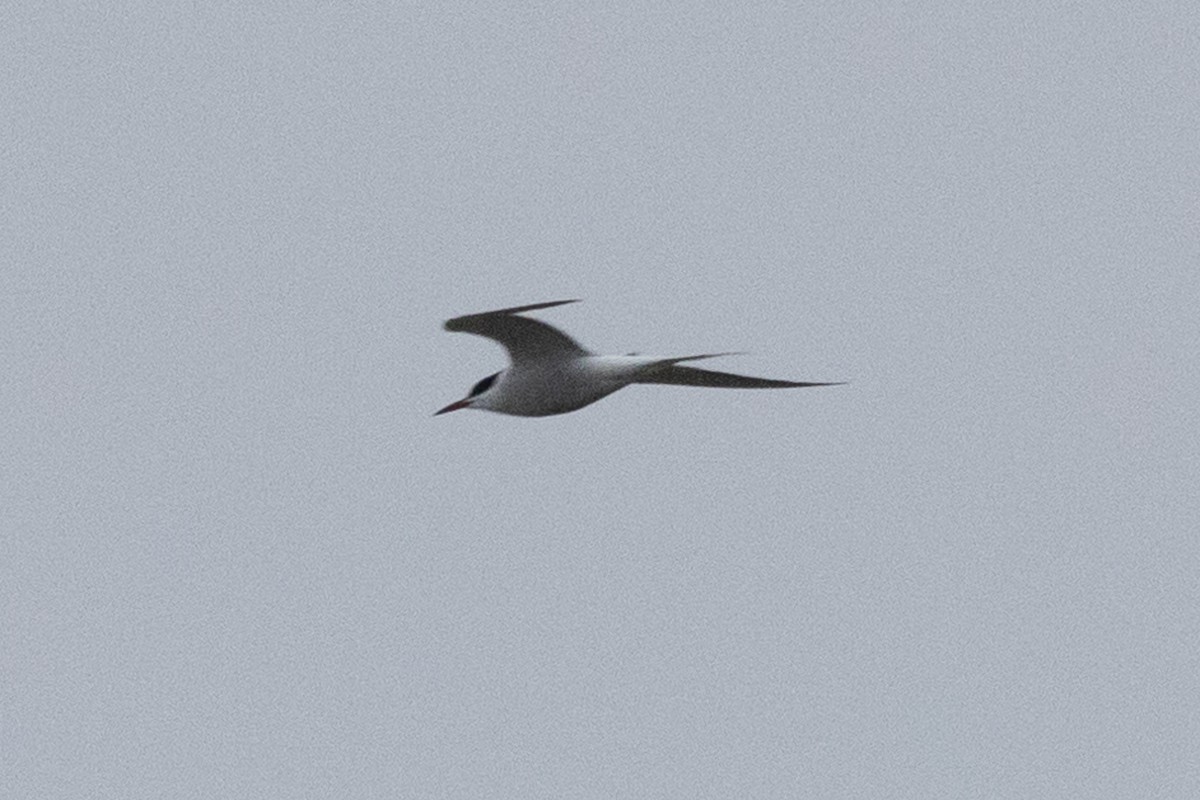 Common Tern - John Reynolds