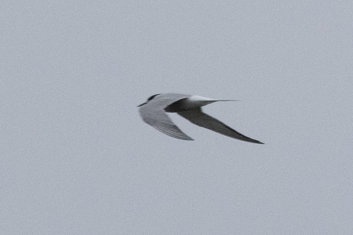 Common Tern - John Reynolds