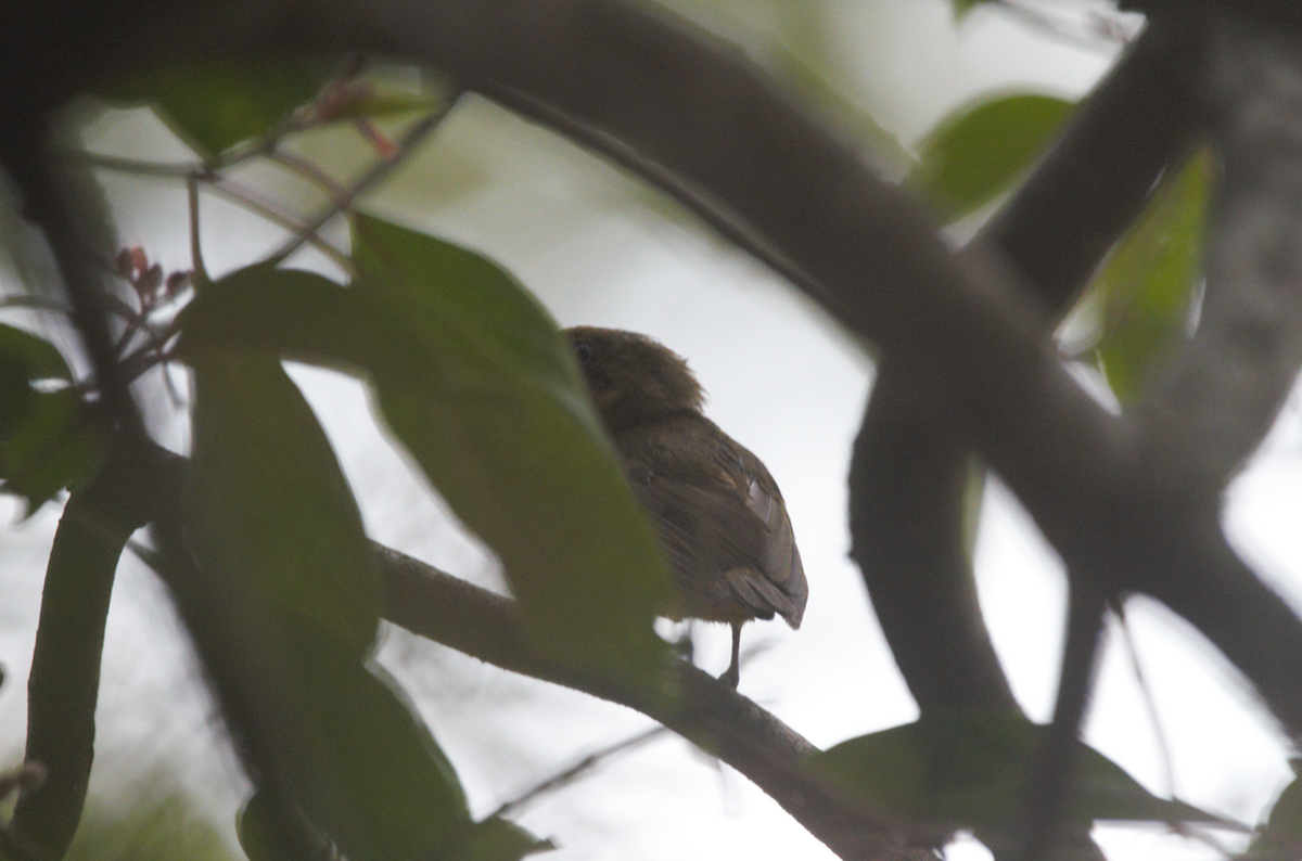 Band-tailed Manakin - ML618126961