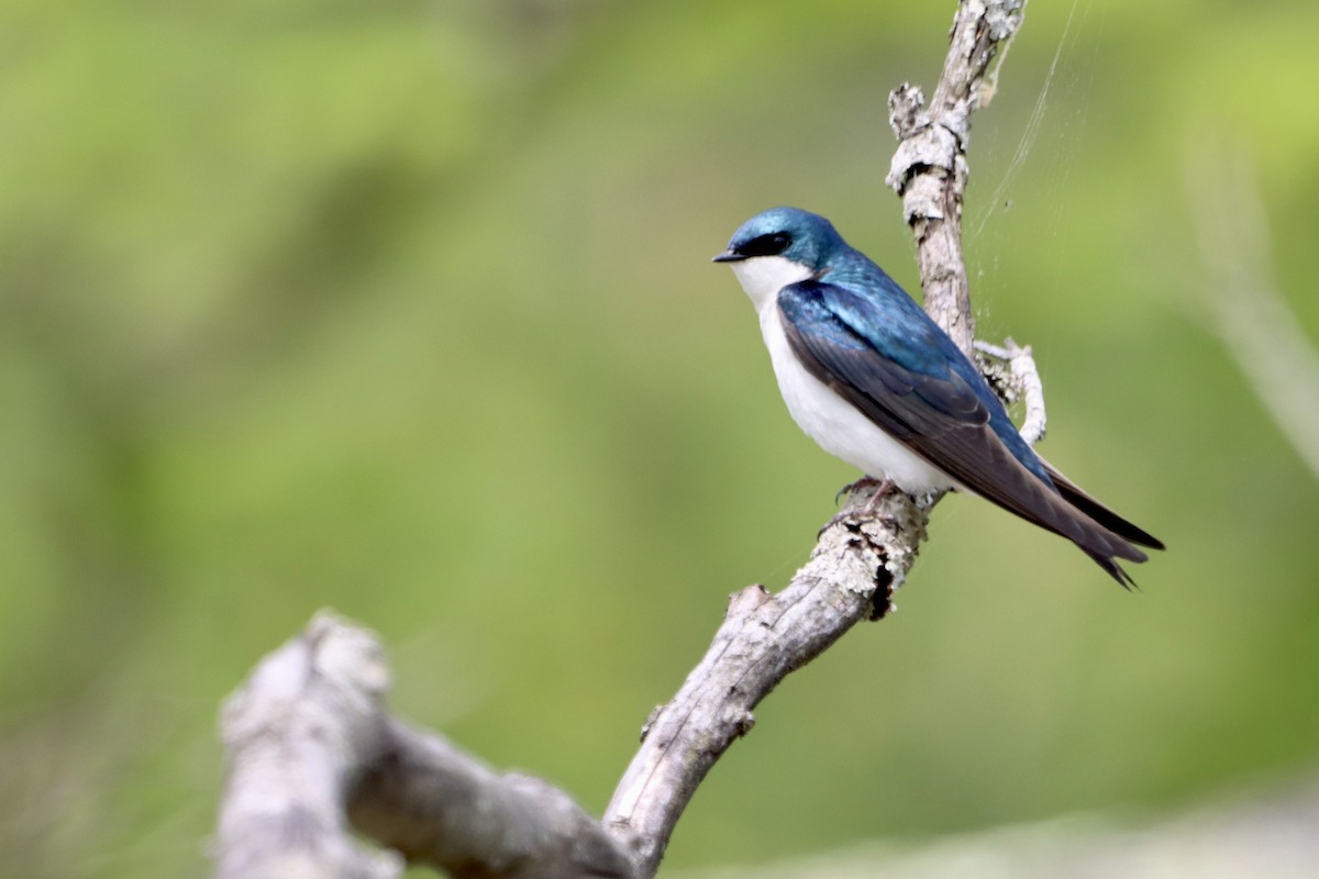 Golondrina Bicolor - ML618126962