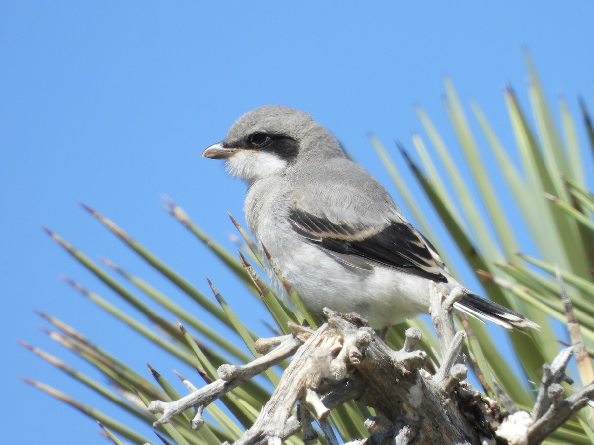 Loggerhead Shrike - ML618126991