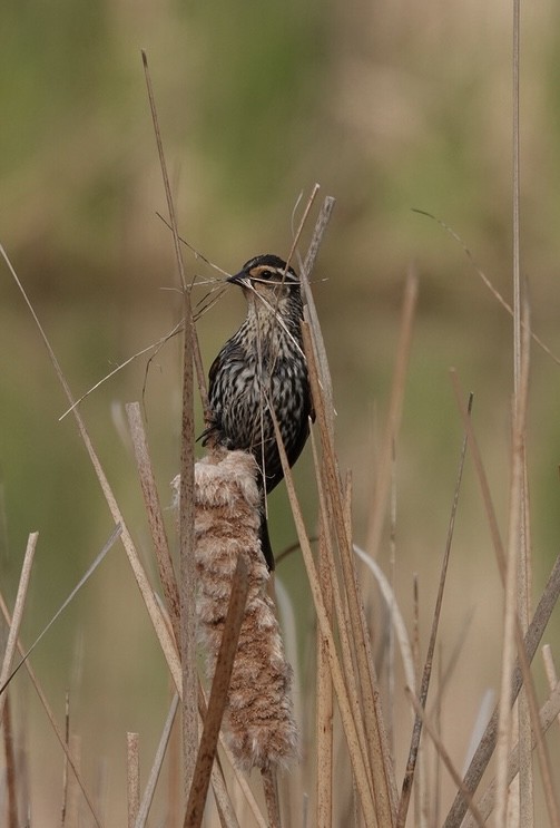 Red-winged Blackbird - ML618127006