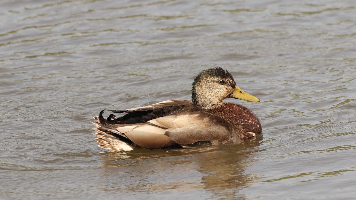 Mallard x American Black Duck (hybrid) - Emily Gambone