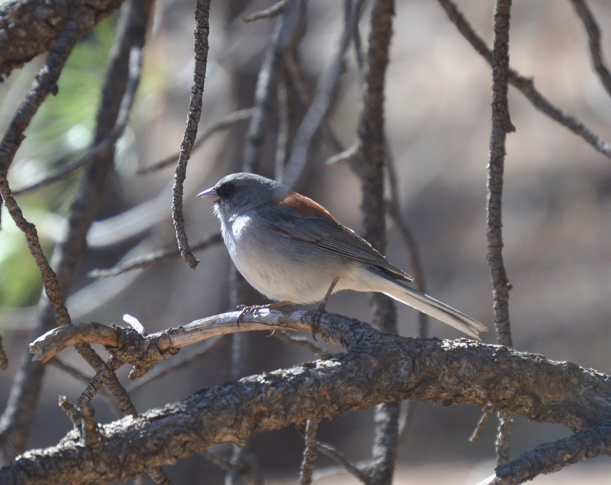 Dark-eyed Junco - Roland Stuckey