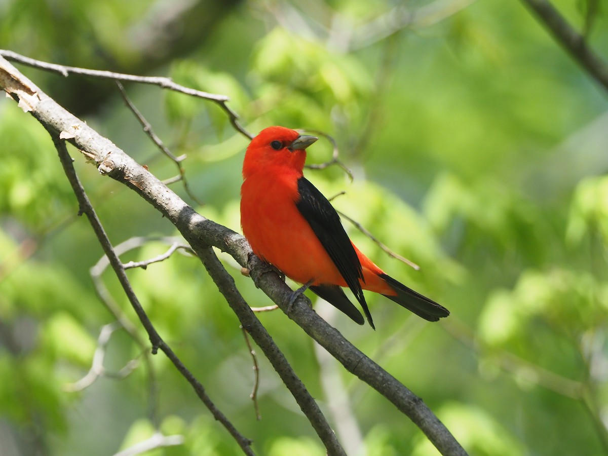 Scarlet Tanager - David Ayer