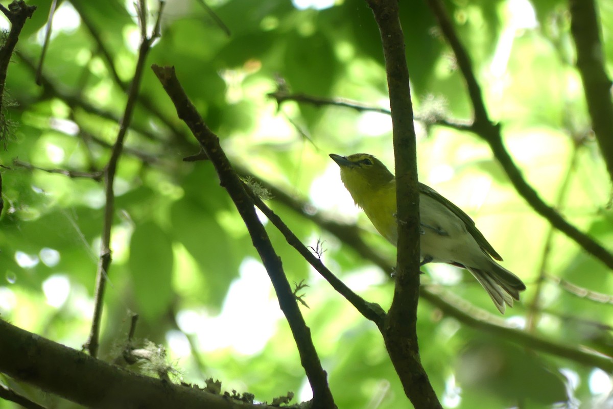 Yellow-throated Vireo - Brian Jones