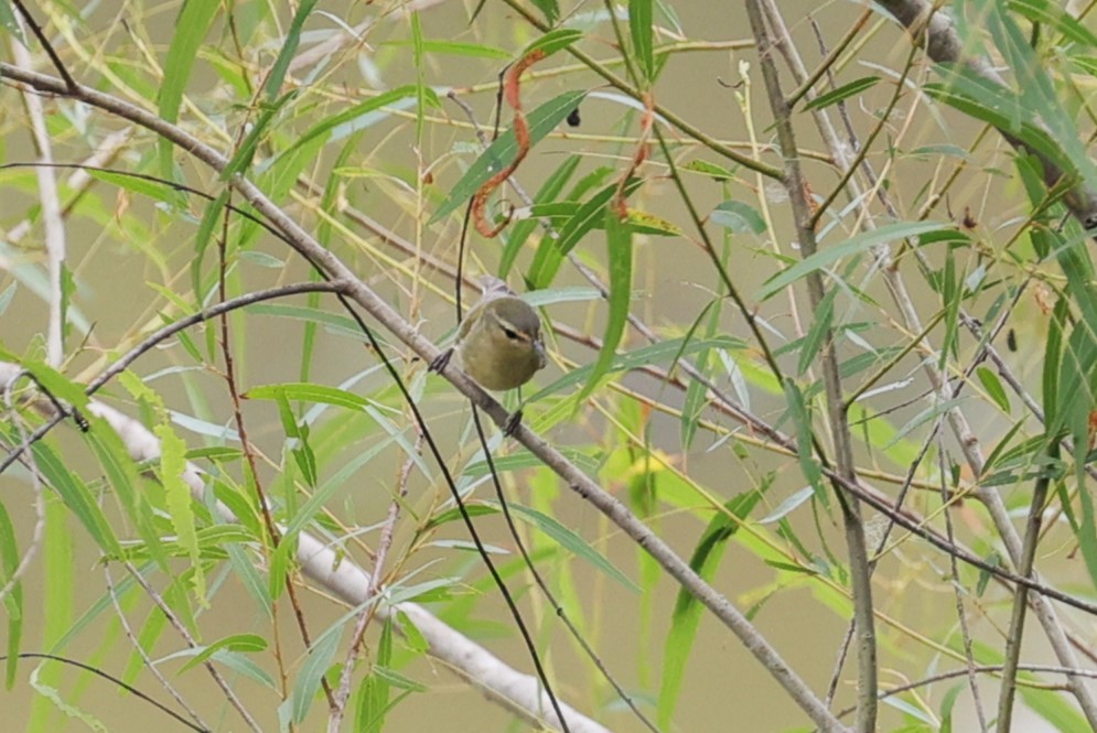 Tennessee Warbler - Margareta Wieser