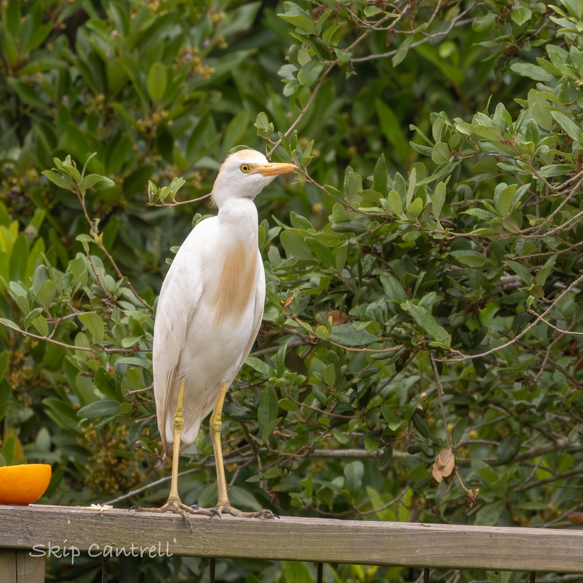 Western Cattle Egret - ML618127046