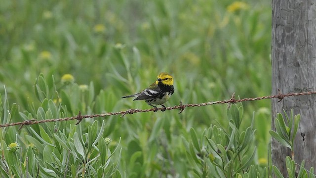 Grünmantel-Waldsänger - ML618127049