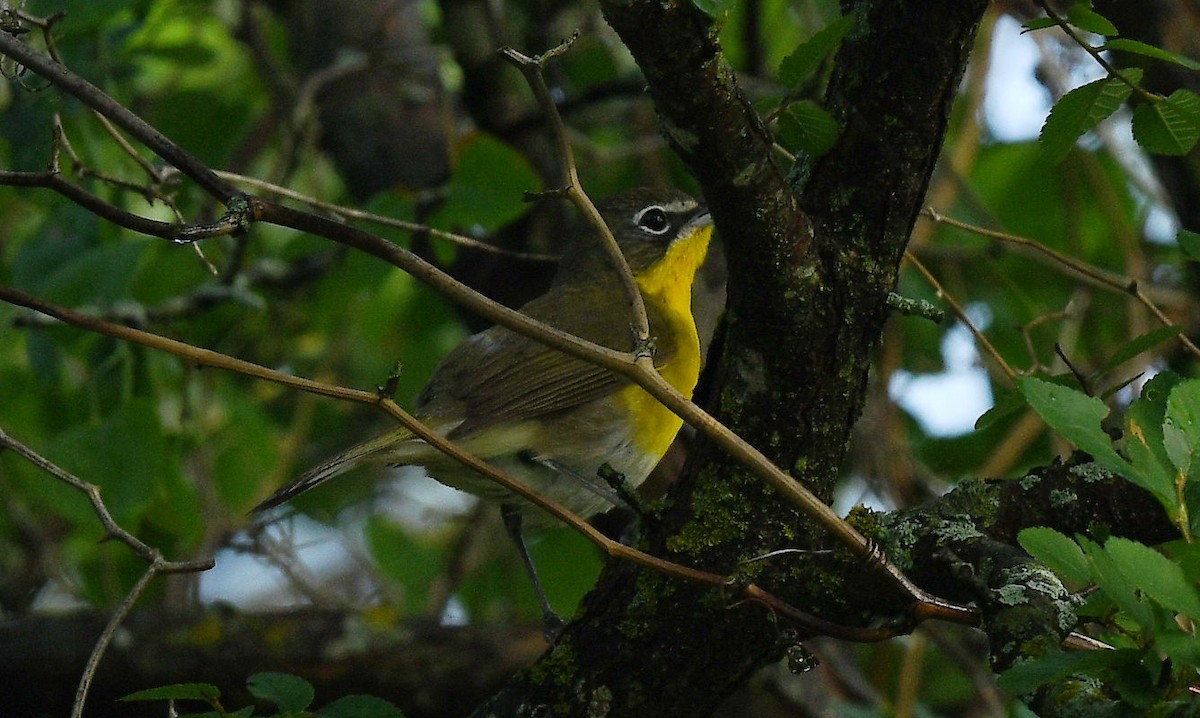 Yellow-breasted Chat - Doug Orama