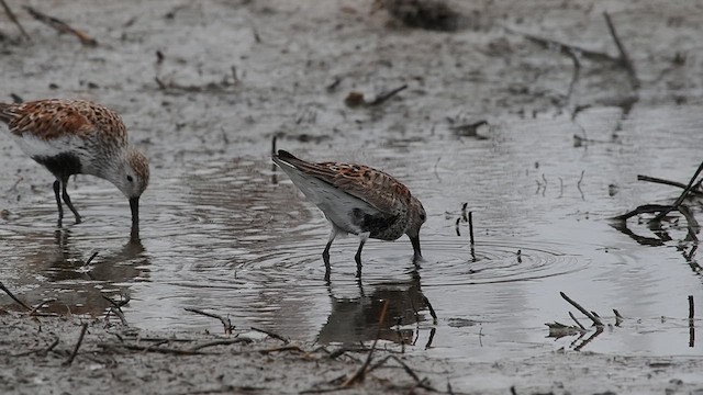 黑腹濱鷸 - ML618127070