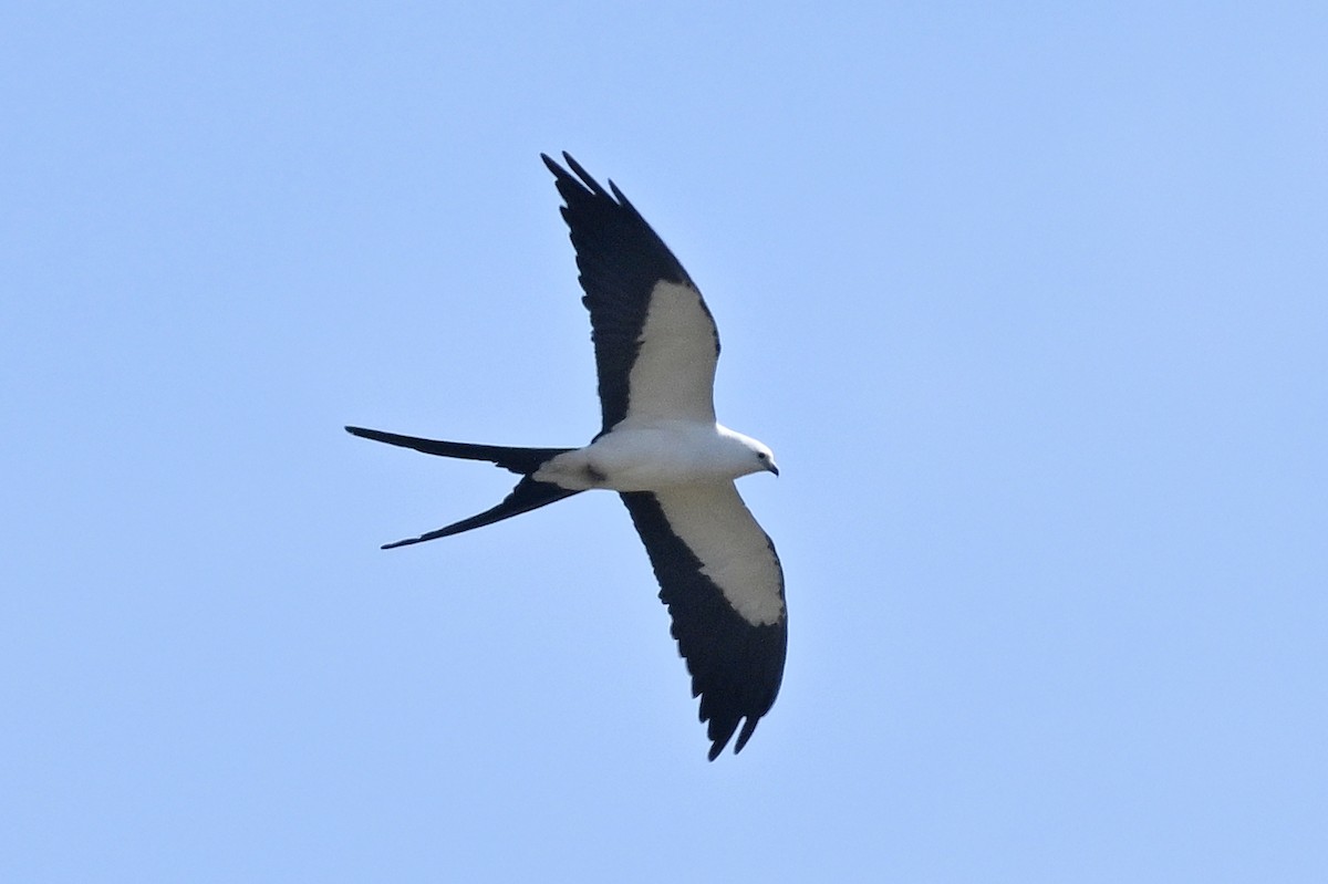 Swallow-tailed Kite - ML618127077