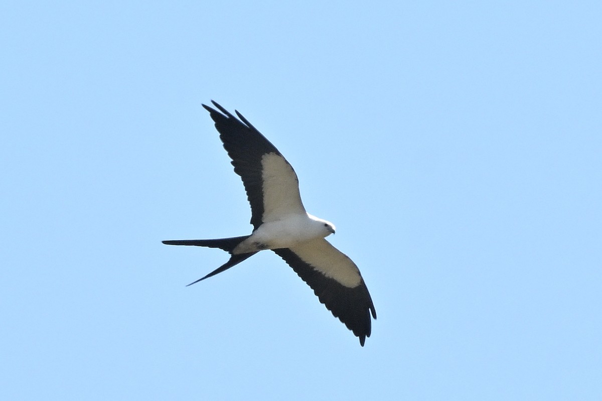 Swallow-tailed Kite - ML618127078