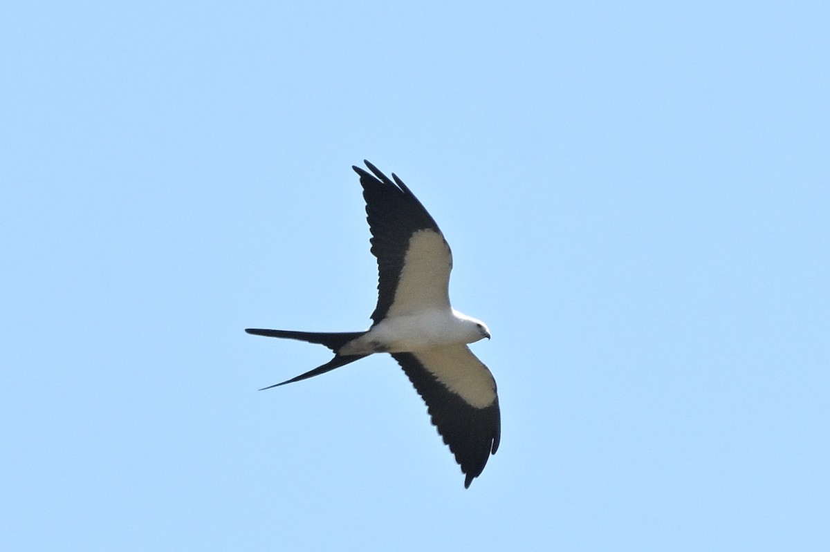 Swallow-tailed Kite - ML618127079
