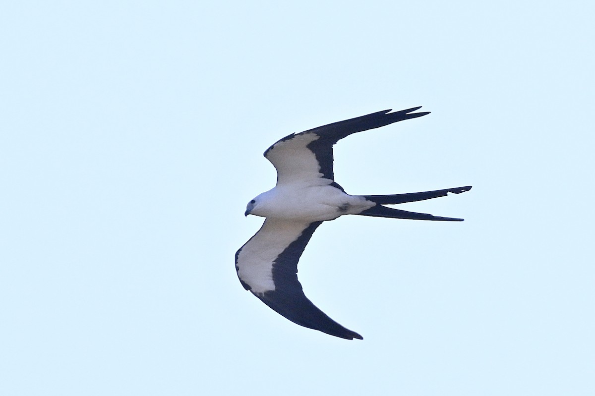 Swallow-tailed Kite - ML618127080