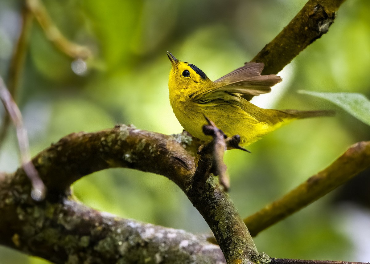 Wilson's Warbler - ML618127085