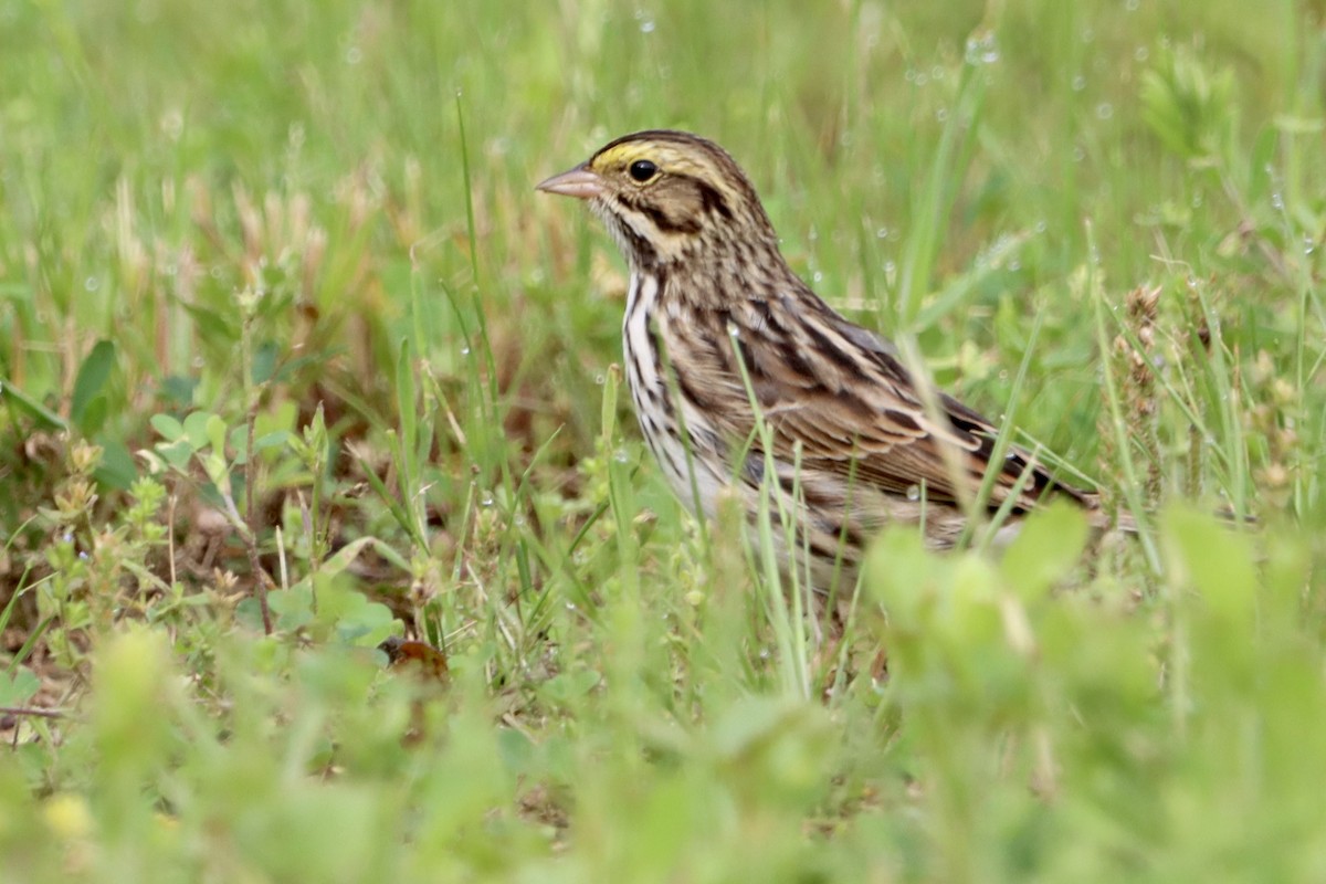 Savannah Sparrow - ML618127087