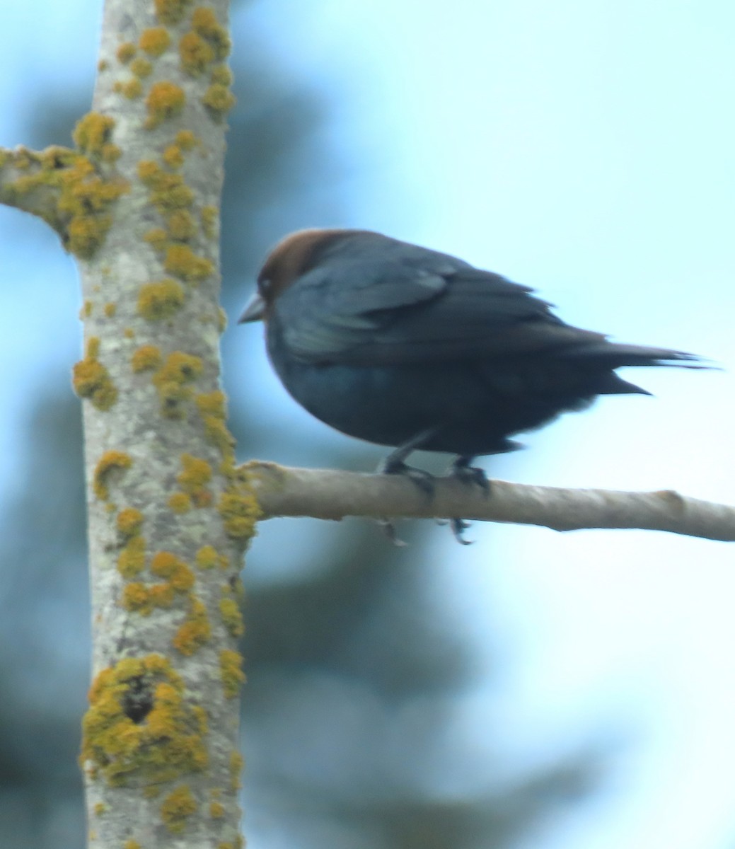 Brown-headed Cowbird - Linda Archer