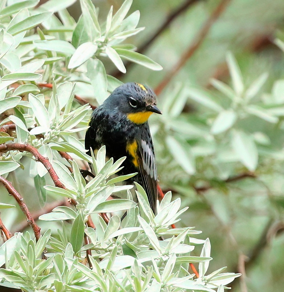 Yellow-rumped Warbler - Mark  Ludwick