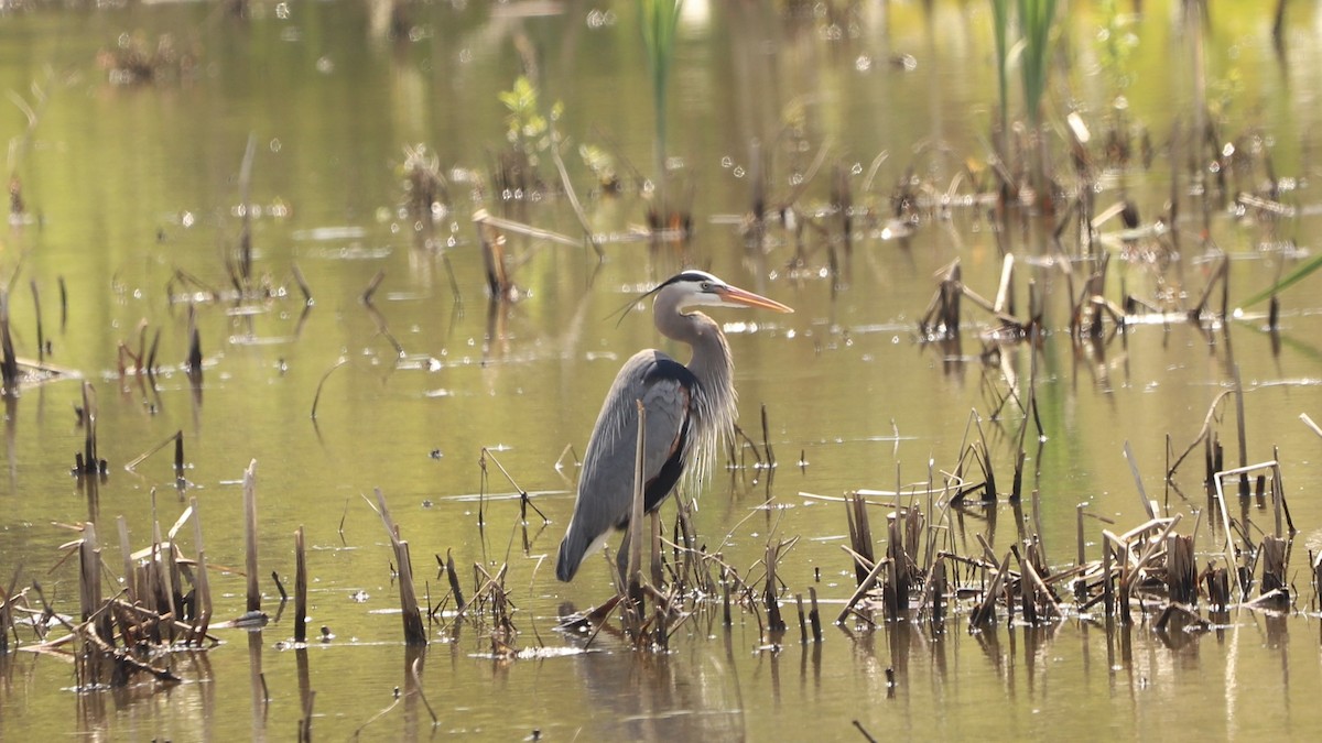 Great Blue Heron - Emily Gambone