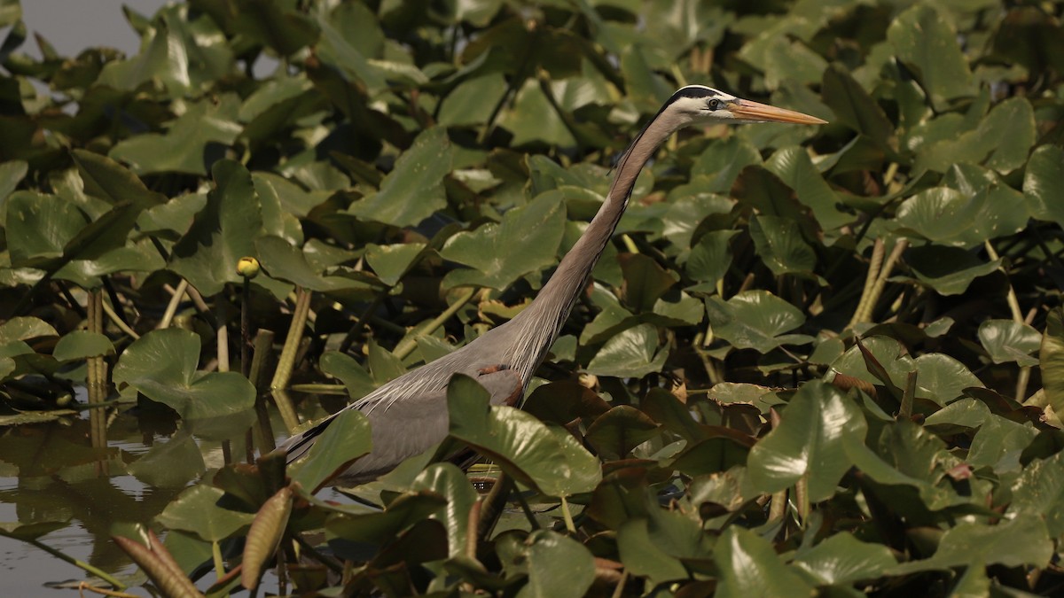 Great Blue Heron - Emily Gambone