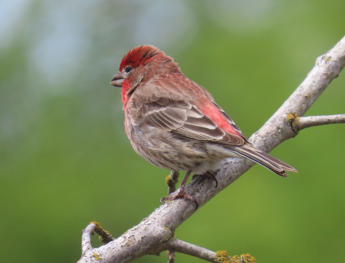 House Finch - Linda Archer