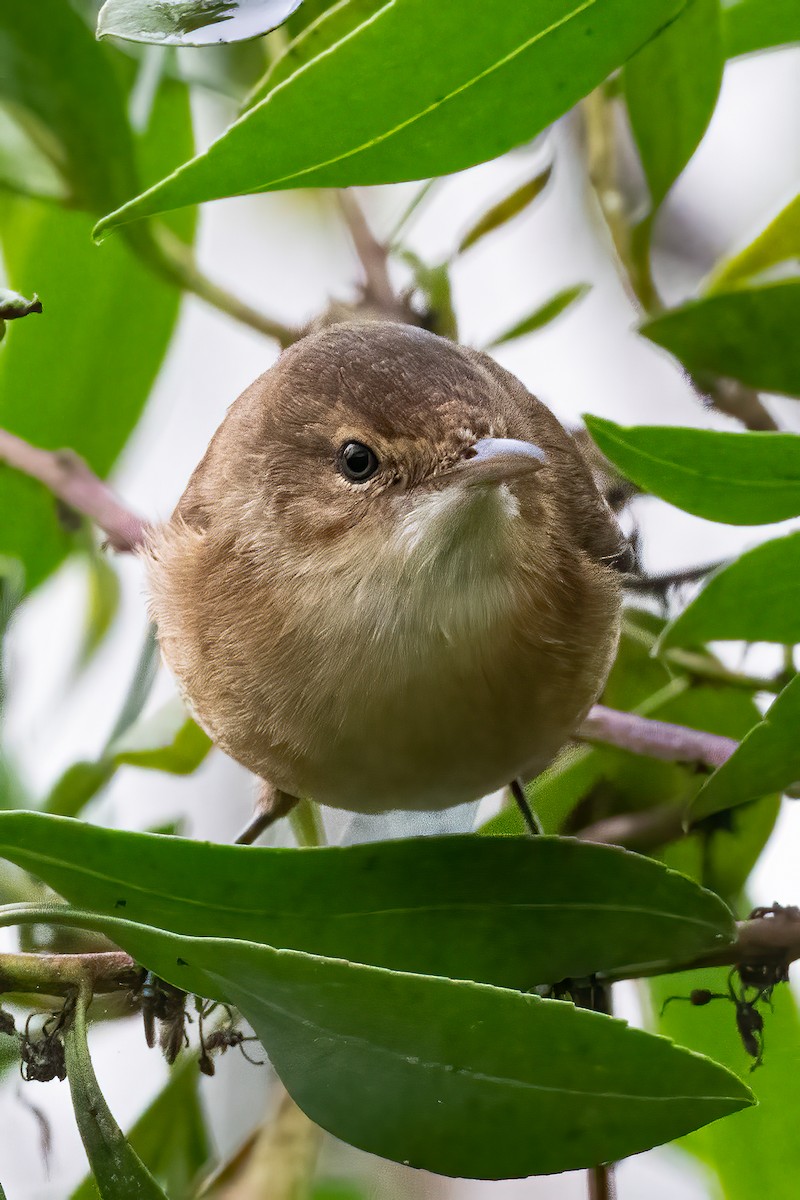 Australian Reed Warbler - Anthony Sokol