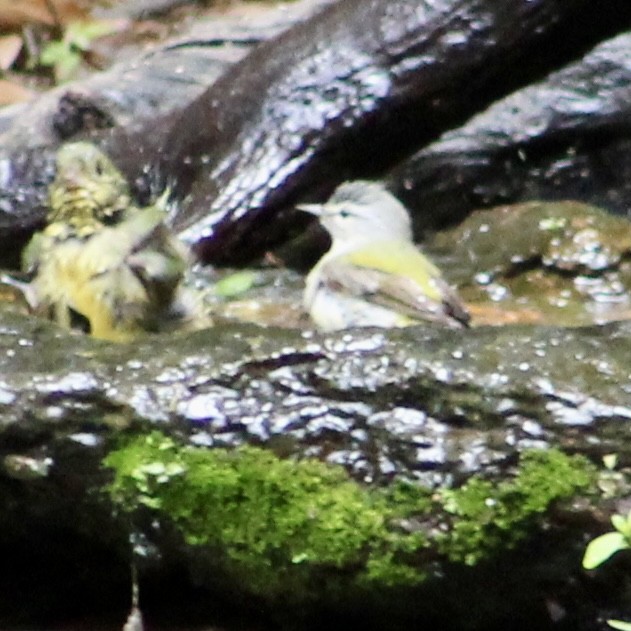 Tennessee Warbler - Roger Kinnison