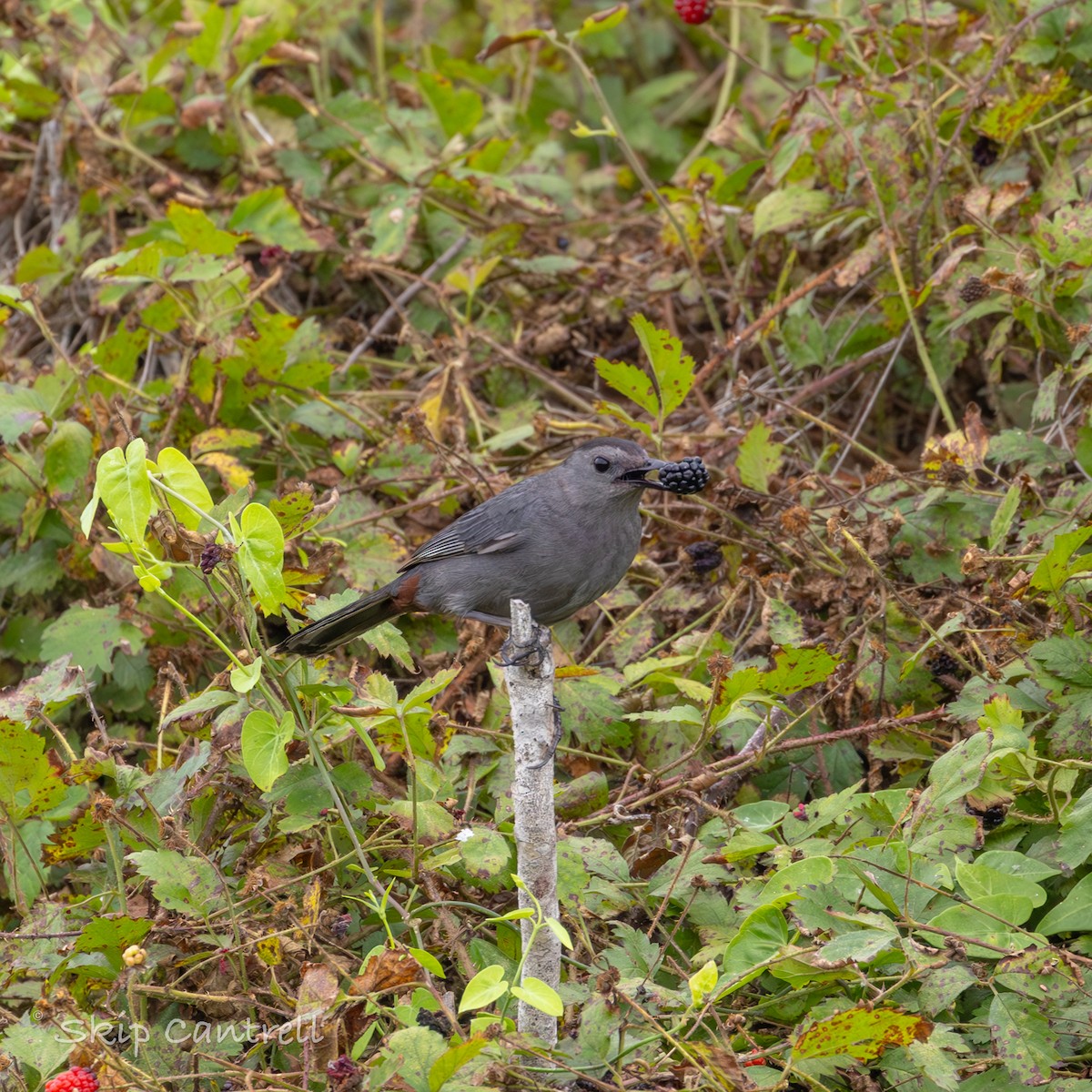 Gray Catbird - ML618127156