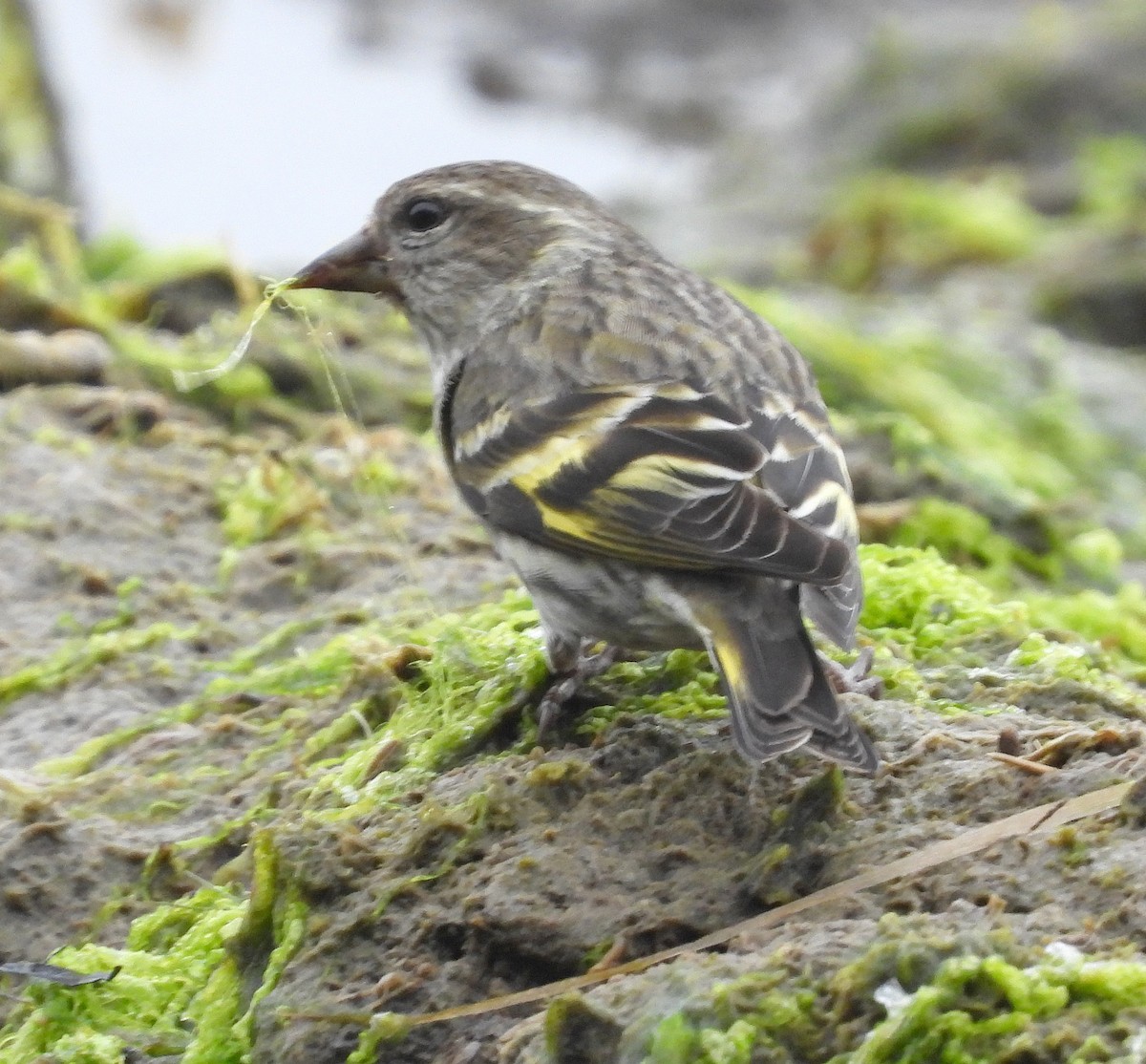 Pine Siskin - Jock McCracken