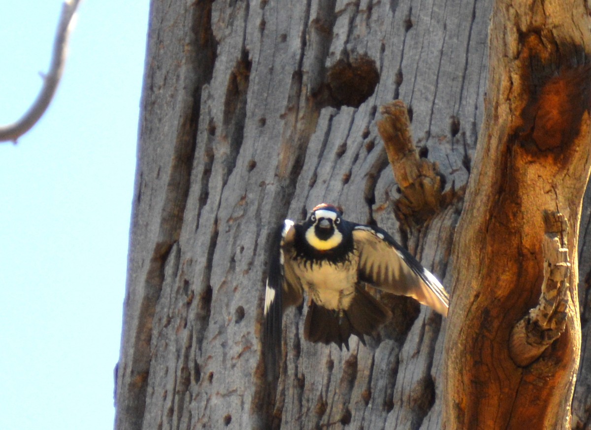 Acorn Woodpecker - ML618127194