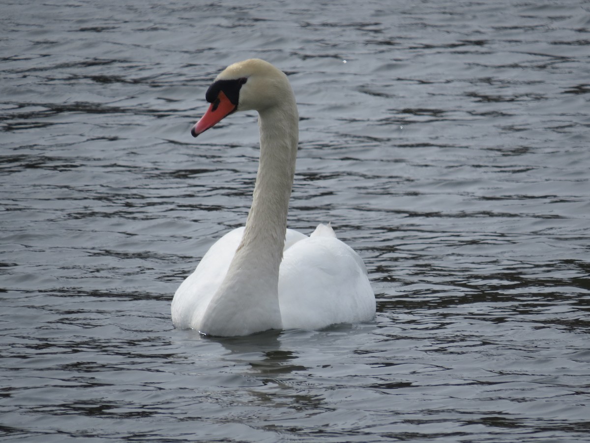 Cygne tuberculé - ML618127241