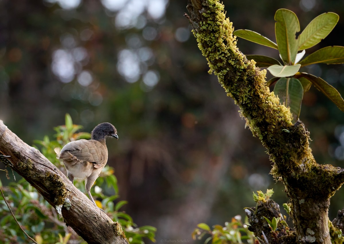 Gray-headed Chachalaca - ML618127253