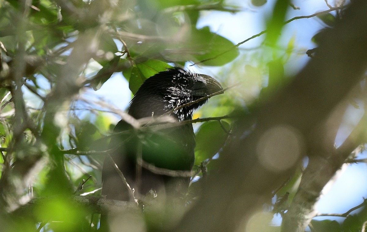 Groove-billed Ani - ML618127256