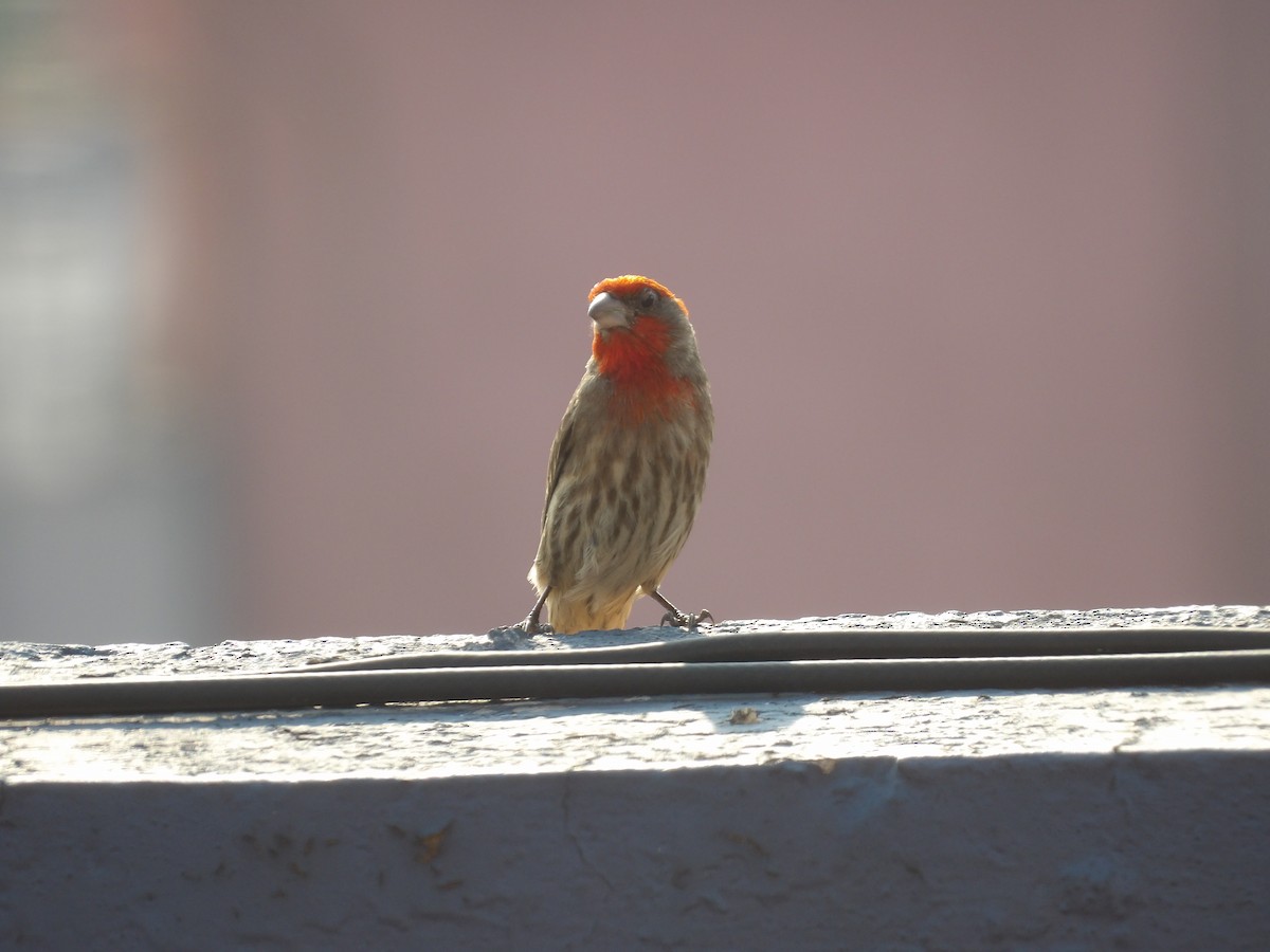 House Finch - Marcelo Gutierrez