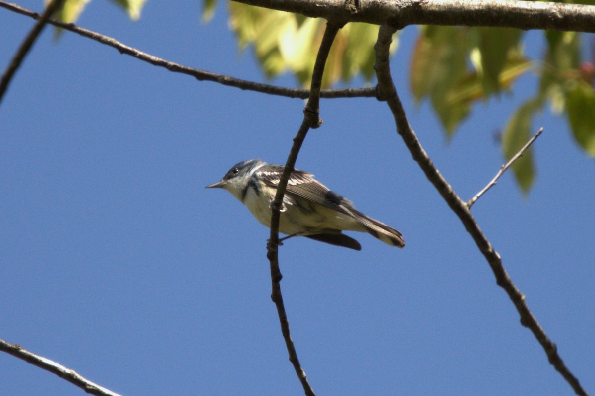 Cerulean Warbler - ML618127265