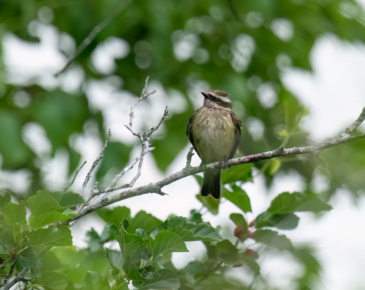 Piratic Flycatcher - ML618127277