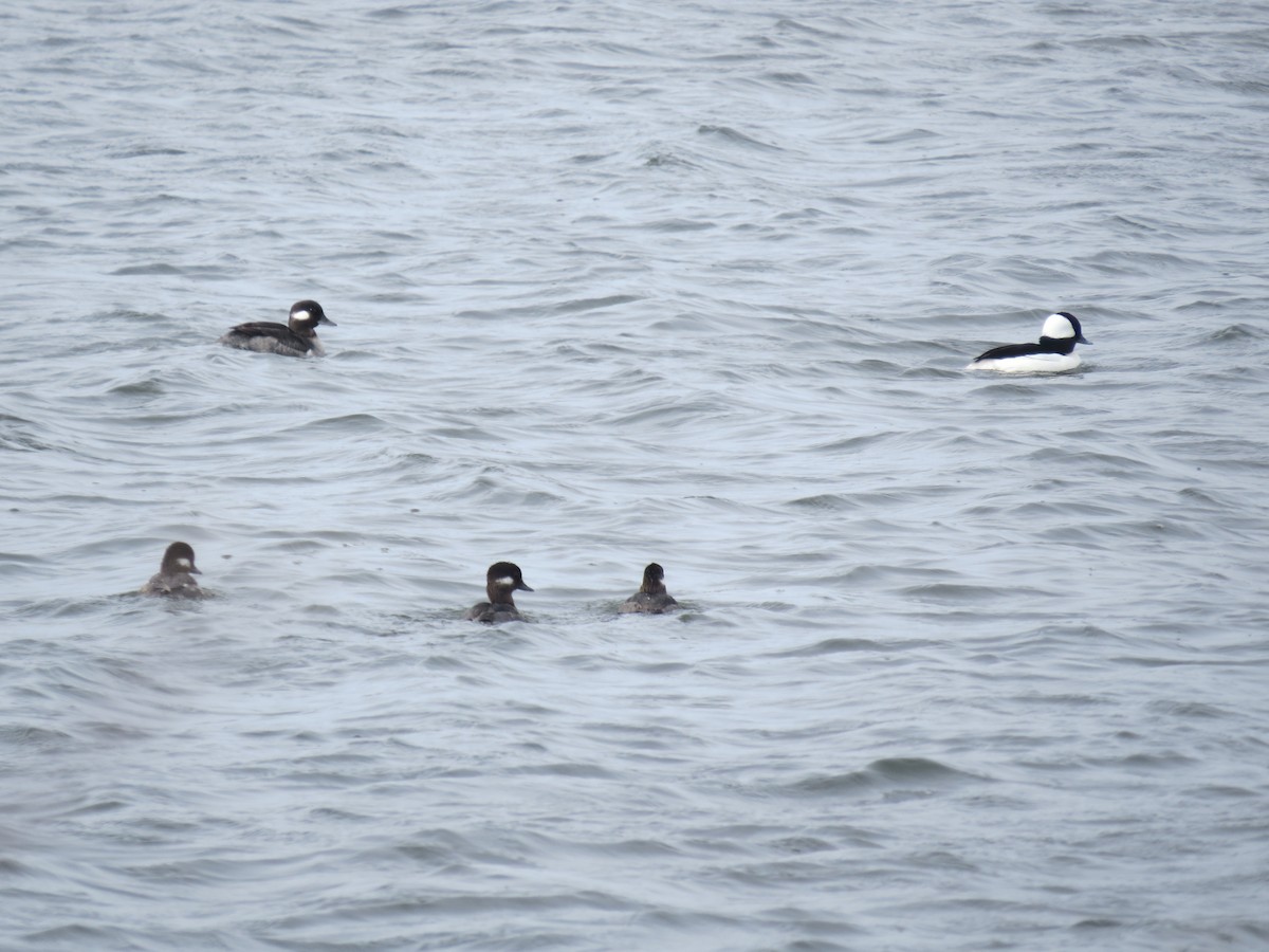 Bufflehead - ML618127280