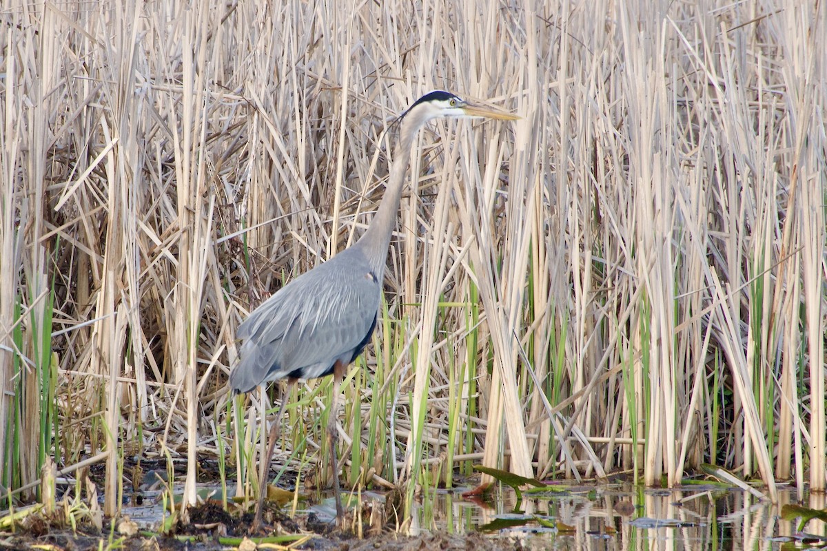 Great Blue Heron - Jerry Horak