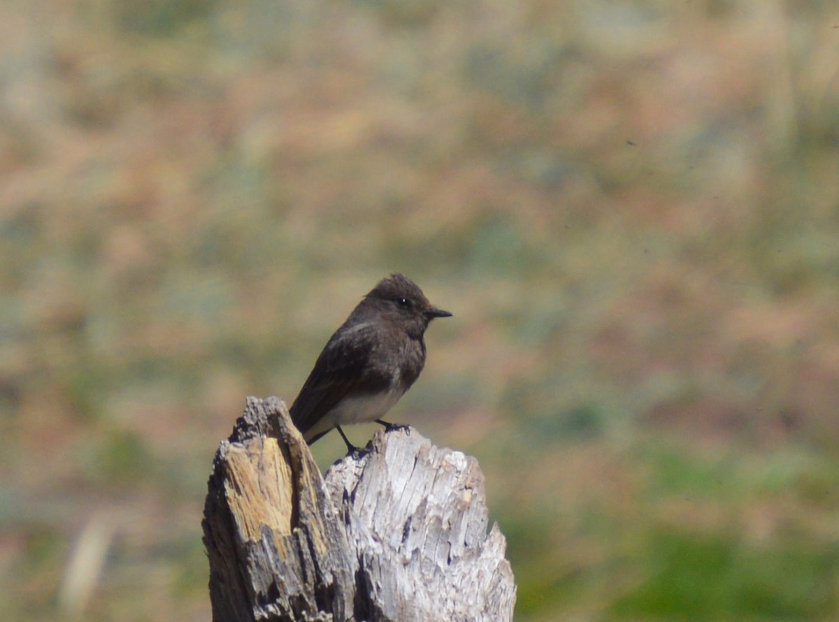 Black Phoebe - ML618127306