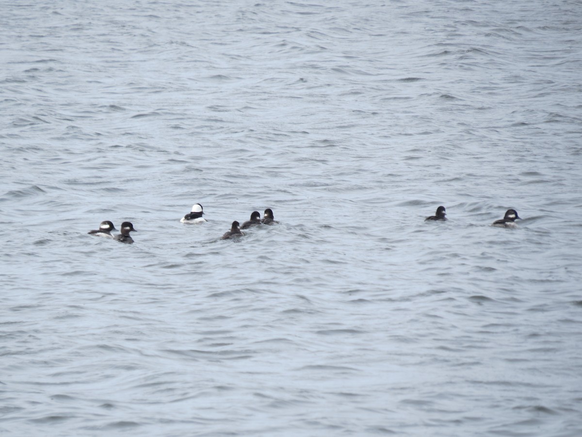 Bufflehead - Ethan Maynard