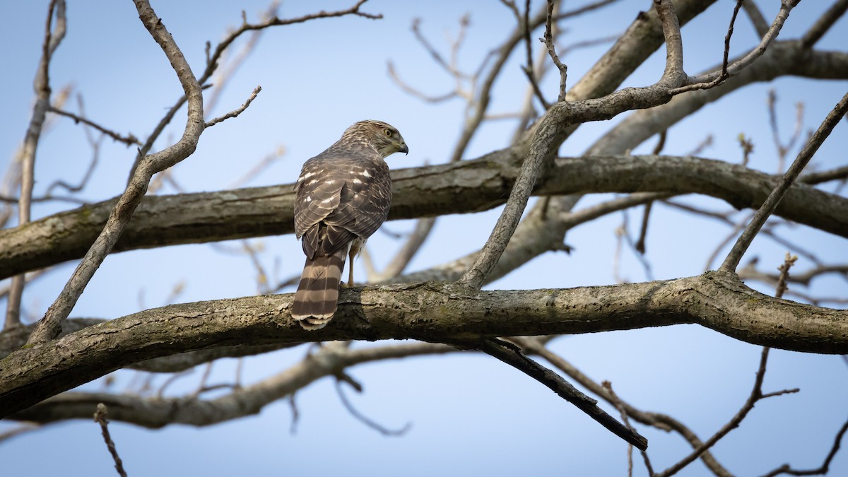 Cooper's Hawk - Patrick Robinson