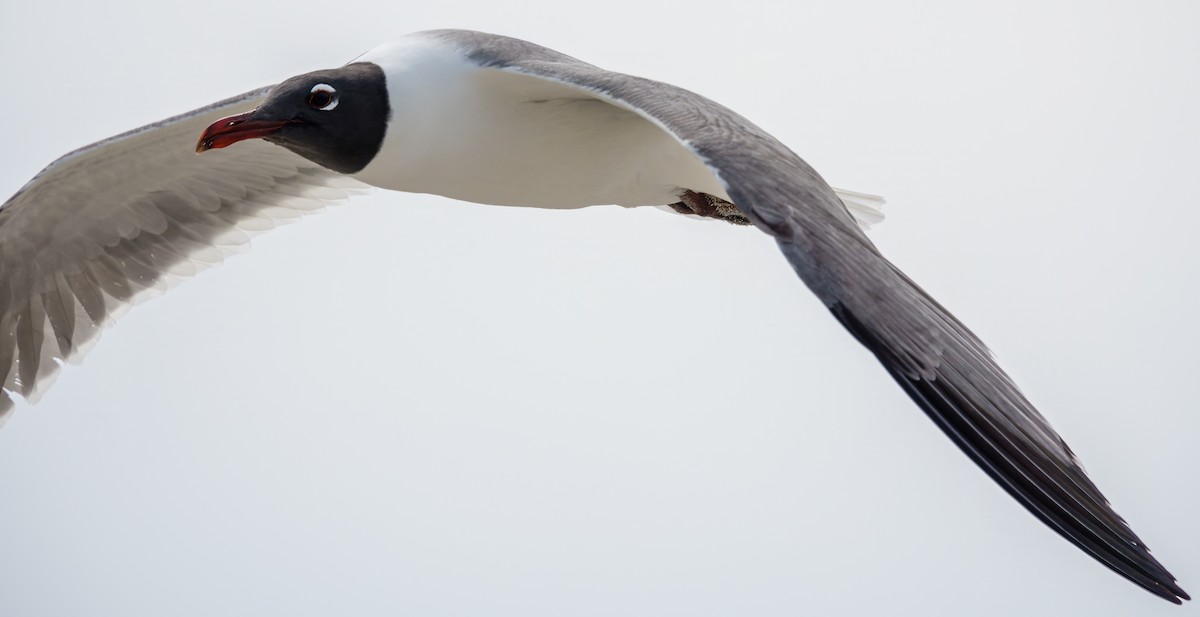 Laughing Gull - Scott Young