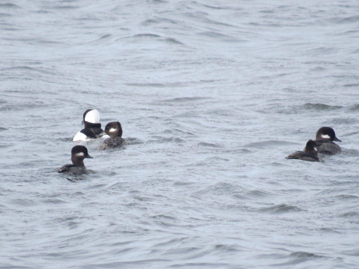 Bufflehead - Ethan Maynard