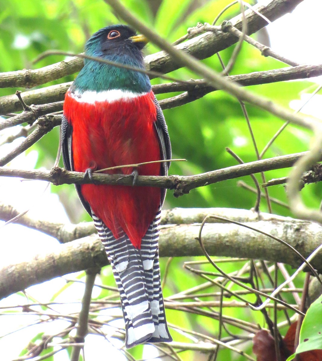 Collared Trogon - Anderson León Natera