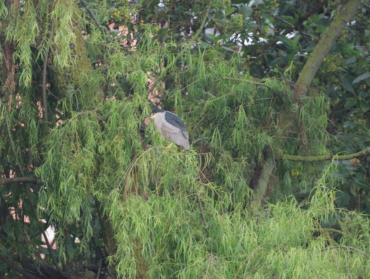 Black-crowned Night Heron - Edmundo Cataño