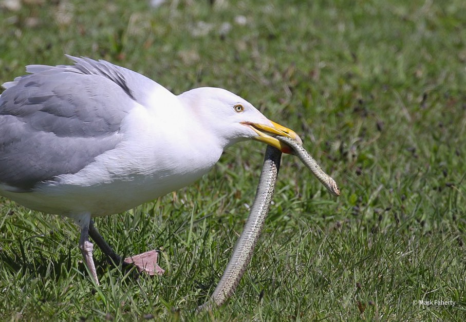 Herring Gull (American) - ML618127348