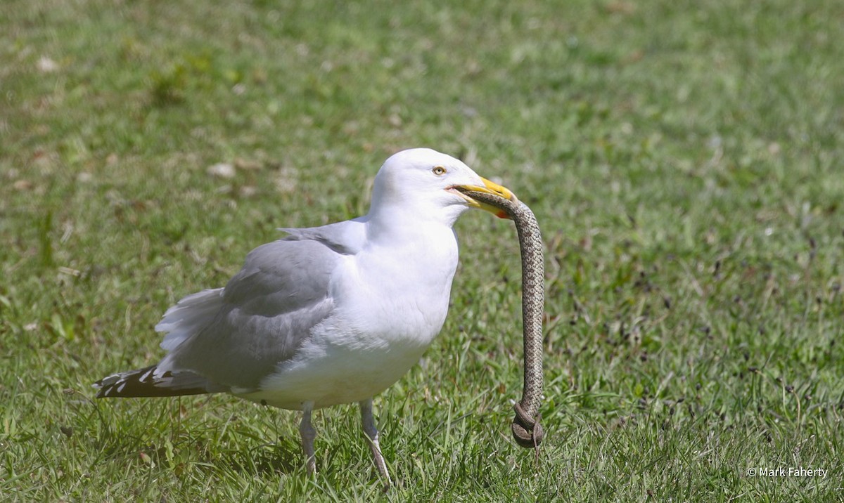 Herring Gull - ML618127354