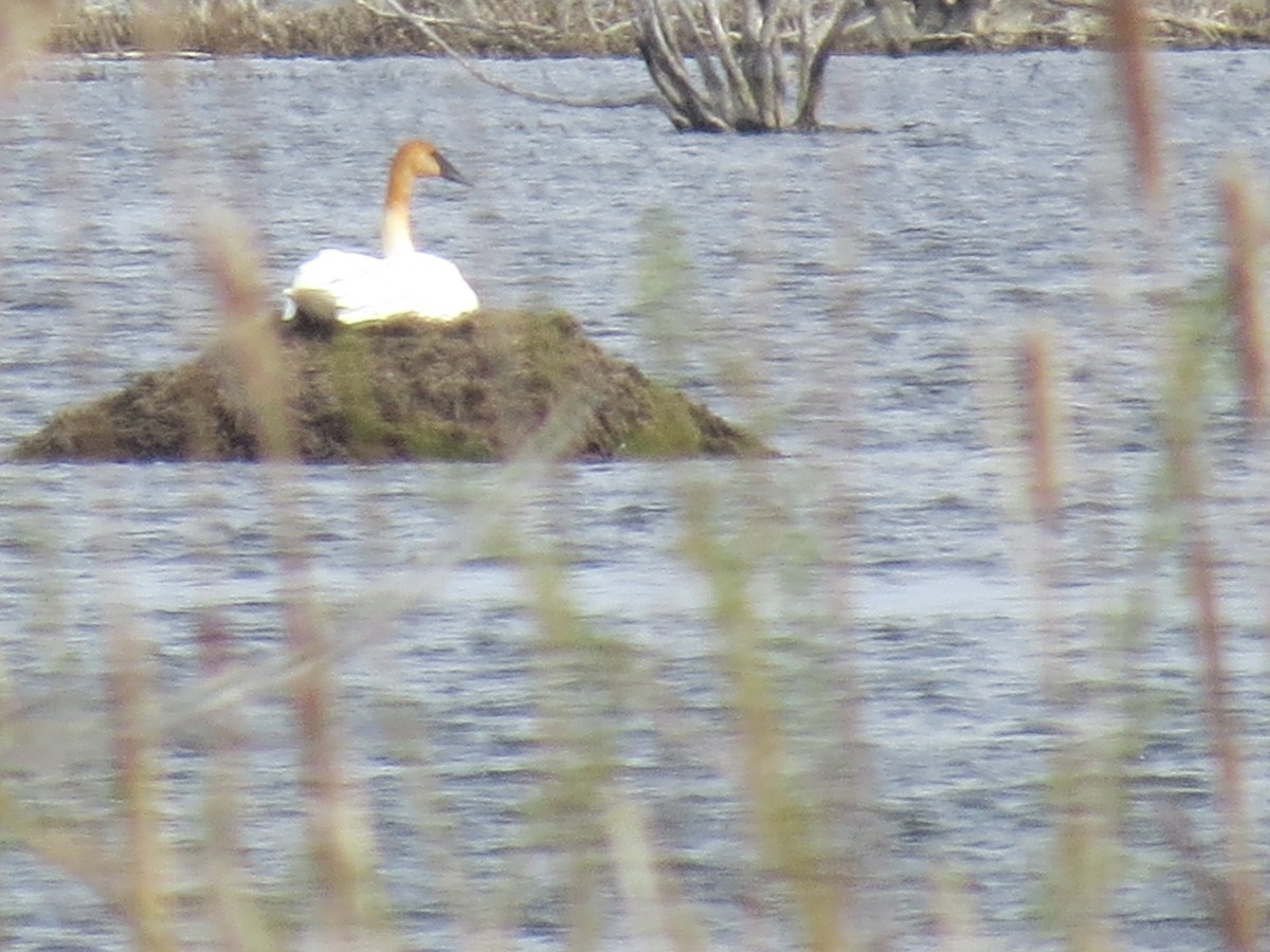 Trumpeter Swan - Ethan Maynard